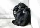 動物図鑑・フクロテナガザルの写真 4